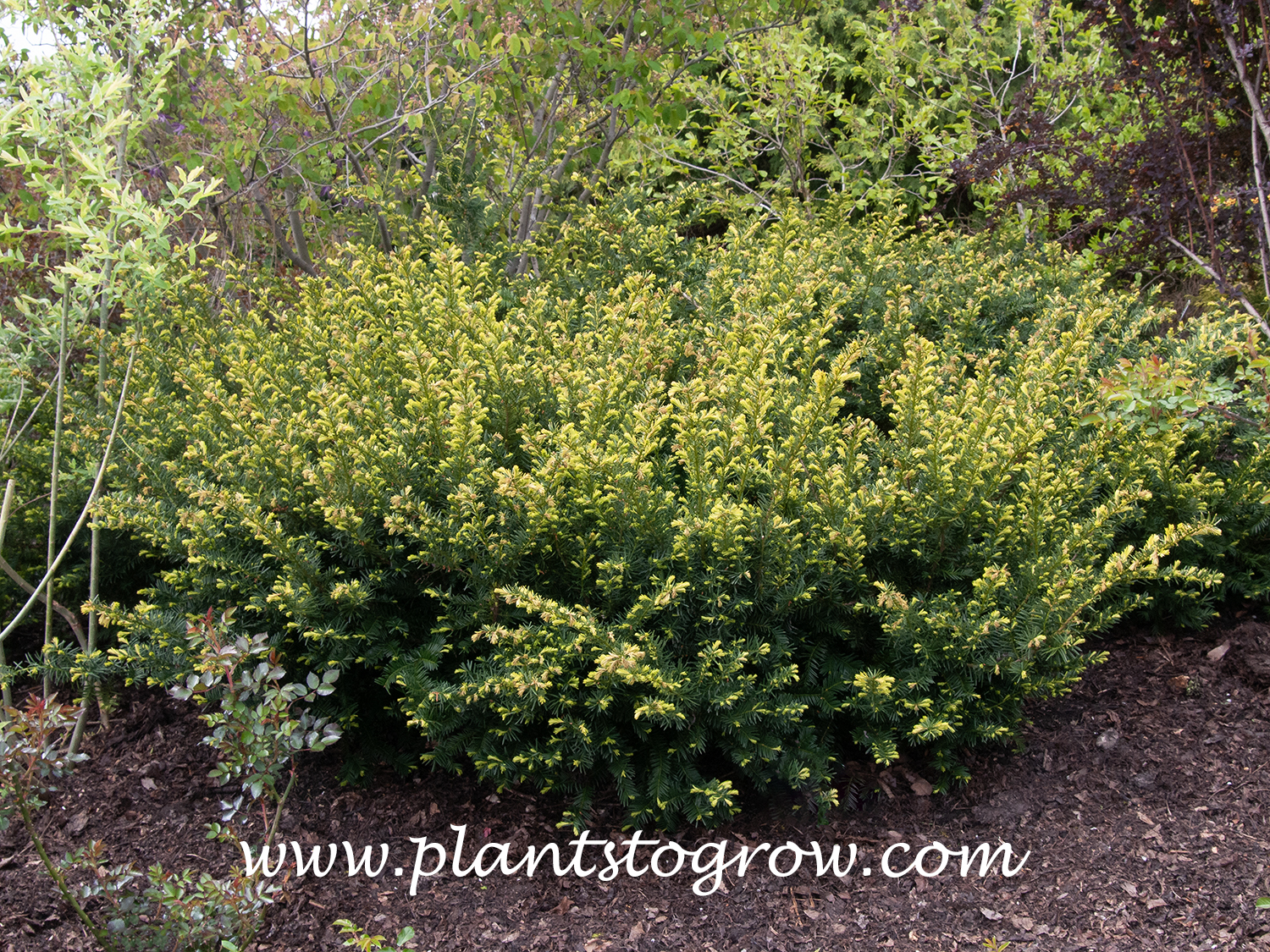 Berg Yew (Taxus x media)  
This image was taken in early spring and the new foliage has a light green, yellowish color.
